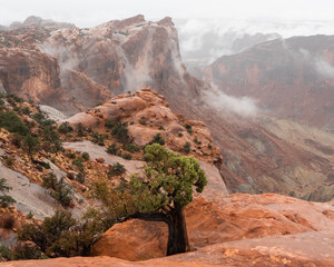 Lone Juniper Overlooking Canyonlands During Passing Storm. A windswept Utah juniper overlooks colorful canyon walls while mist drifts through Canyonlands after a desert storm. © Marc Bowen Photo