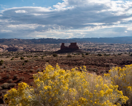 Rabbitbrush Blooming Before Desert Buttes in Arches National Park. Bright yellow rabbitbrush blooms contrast with red sandstone formations beneath dramatic skies in Arches National Park, Utah.