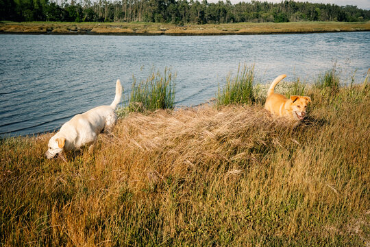 Two Dogs Play Near a Riverbank in an Outdoor Setting