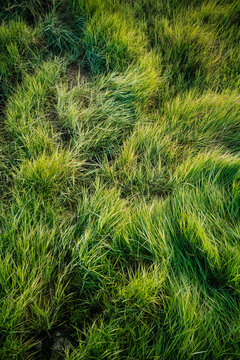 Grass Field Shows Natural Patterns in Late Afternoon Light
