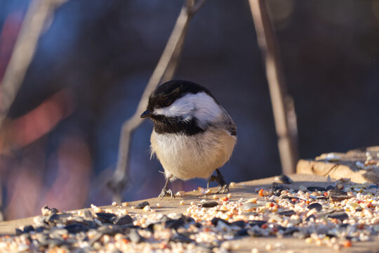 Black-capped Chickadee in the Sunlight