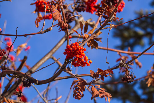 Red Berries in the Autumn