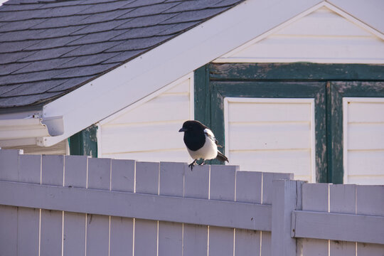 A Magpie on a Fence