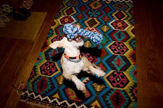 Dog Plays With a Toy on a Colorful Rug