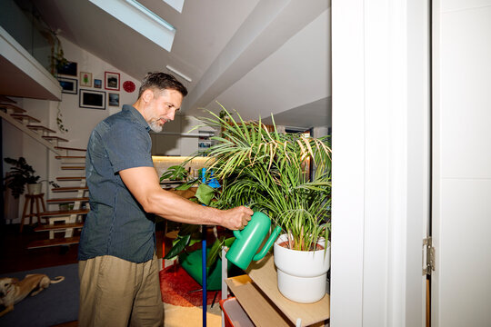 Man waters his houseplants