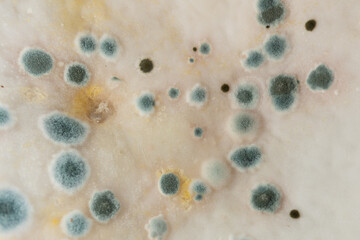 Mold colonies spreading on a white surface © Pavlo