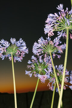 Flowers with sunset in the background create a colorful scene