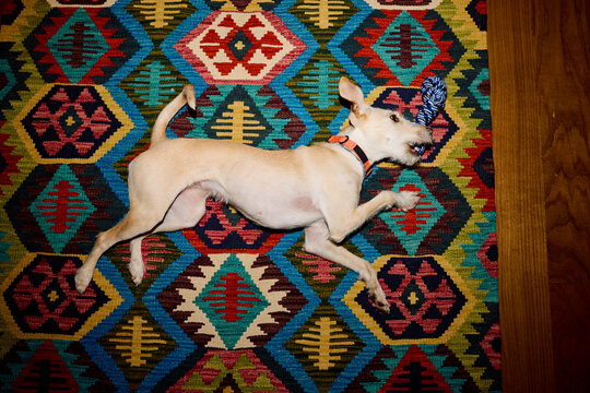 Dog Plays on Colorful Rug