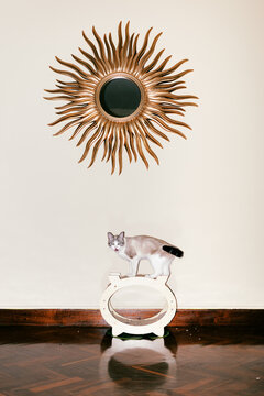 Cat stands on a circular cat bed under a sun-shaped mirror