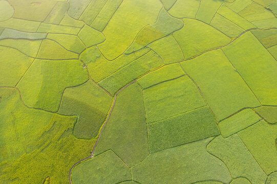 Cao Bang Rice Fields