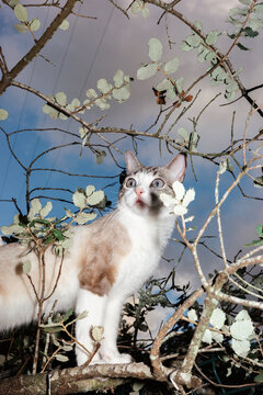 Cat on a branch looking at the leaves and sky