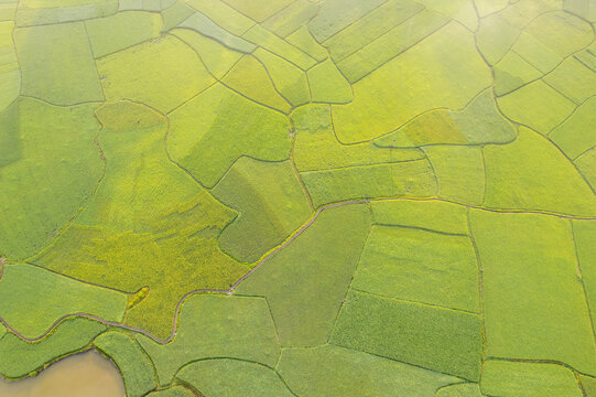 Cao Bang Rice Fields