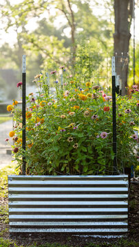 Golden hour garden with no people