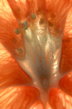 Closeup macro photograph intricate patterns grapefruit Citrus digital
