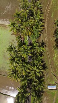 Breathtaking high angle panorama of scenic access road to Tibumana Waterfall in Bangli Bali &ndash; Vivid green rice fields, coconut palm alley and rural countryside, clean commercial background video 4k
