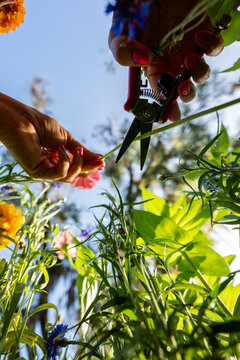 Hands Cutting Flowers from below