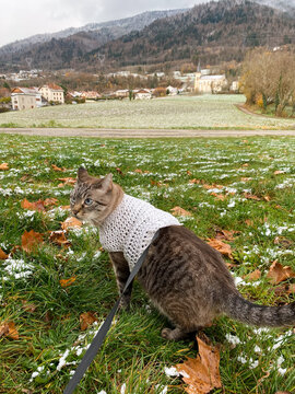 Cat in Sweater Winter Walk