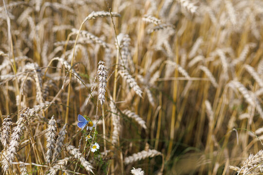 Common blue butterfly Polyommatus icarus resting among ripe cereal ears in a summer field. Concept of farmland biodiversity, wildlife and coexistence of agriculture and nature.