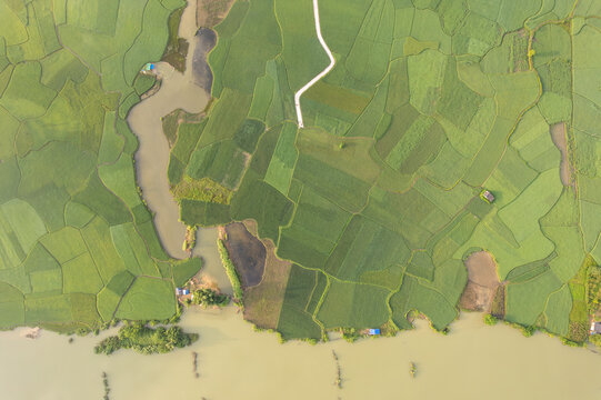 Aerial Rice Fields