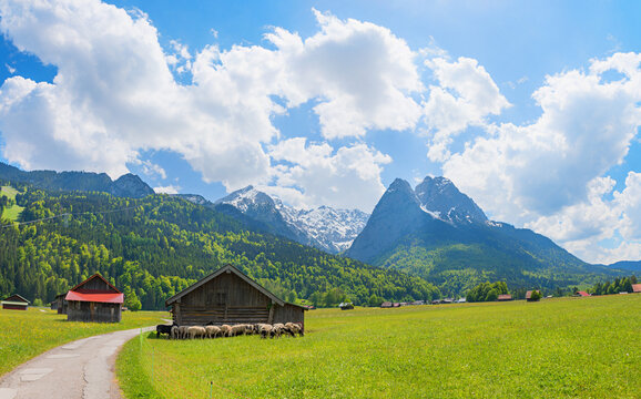 Path between Garmisch and Grainau Alpine setting. Flock of sheep near a wooden hut.
