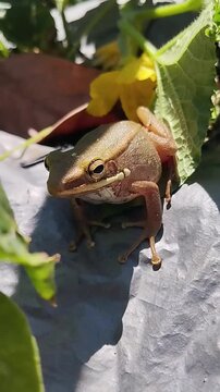 Striped Tree Frog (Polypedates leucomystax) perched on a green leaf in the garden.