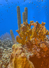 Caribbean coral garden, underwater Bonaire © John Anderson