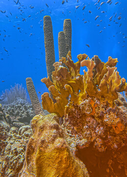Caribbean coral garden, underwater Bonaire