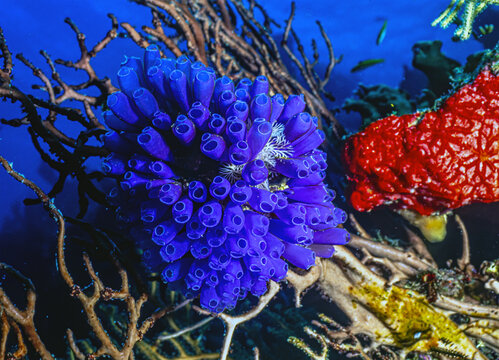 Tunicate on coral reef, underwater