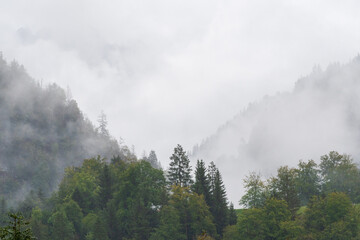 Low clouds and fog drift through dense evergreen forest on a Swiss alpine mountainside in autumn. © Andrei Tomas