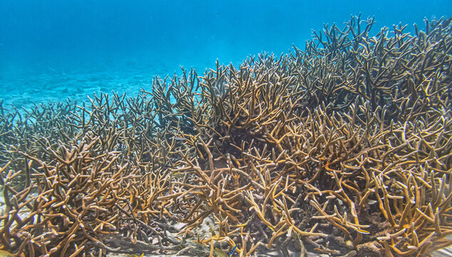 Caribbean coral garden, underwater Bonaire
