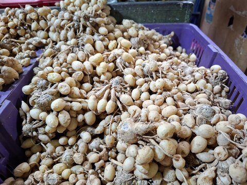 Fresh raw white turmeric roots piled up in a plastic basket at a traditional market. Also known as Curcuma zedoaria, Kaempferia angustifolia, or kunci pepet.