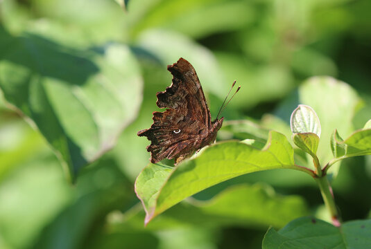 C-Falter - Comma butterfly