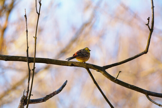 Colorful Yellowhammer (Emberiza citrinella) perched on bare branch against a soft winter sky