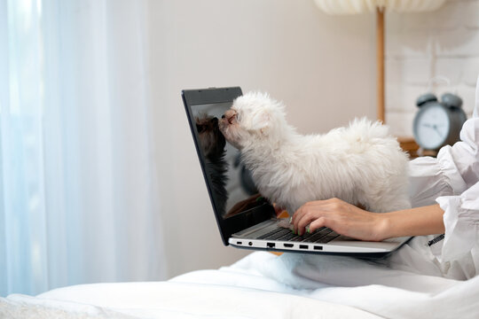 Fluffy white Maltese dog standing on laptop while woman types in bed, playful pet interrupting remote work with technology, companionship, home comfort and humorous distraction