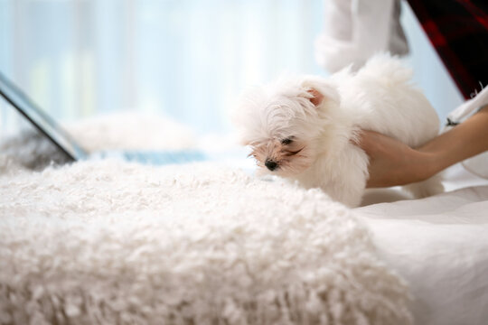 Small white Maltese dog being gently lifted onto soft bed by woman, showing pet care, affection, comfort, companionship, home lifestyle, tenderness and relaxing indoor moment