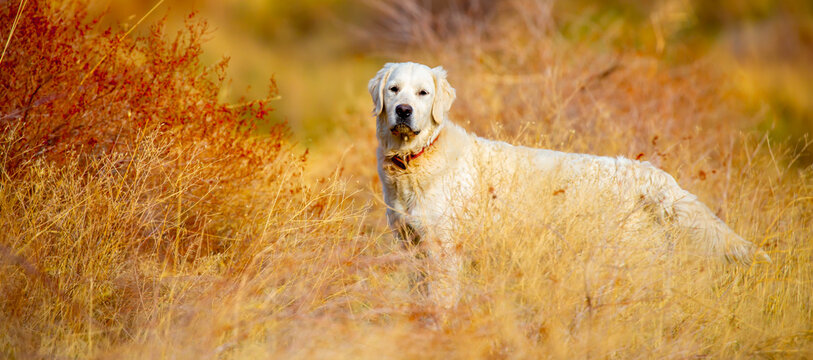 A hunting dog looks out for prey in the mountains. The Golden Retriever is a good hunter of game. The dog peers into the distance and sniffs out the game.