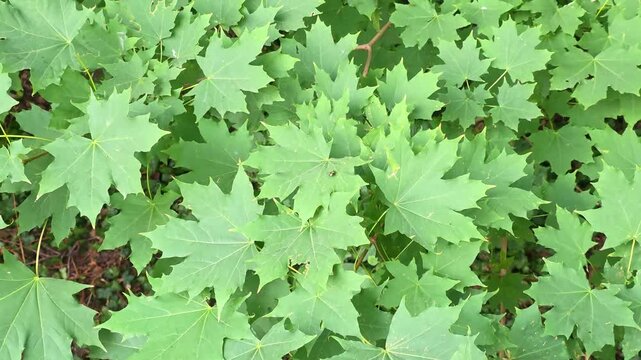 Fresh green maple leaves natural background with copy space for eco business concept