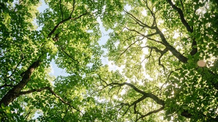 Fototapeta premium Low angle view of vibrant green canopy with sunlight filtering through leaves.