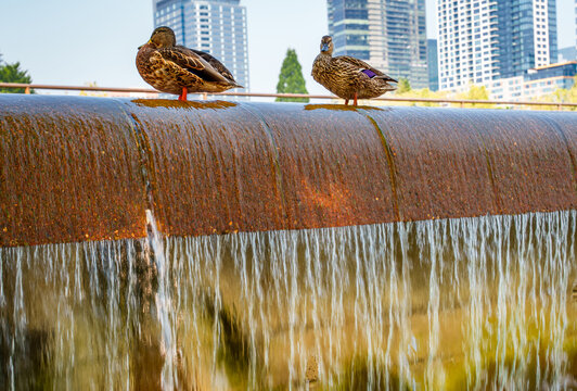 Park Waterfall Ducks 2