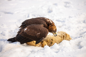 Naklejka premium A bird of prey hunts its prey. A large eagle caught a fox against a backdrop of snow. Falconry. Berkutchi. A national tradition of Asia. A golden eagle sits in the snow, clinging to its prey.