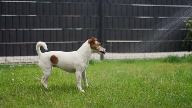 Jack Russell Terrier dog playing with water spray on the lawn