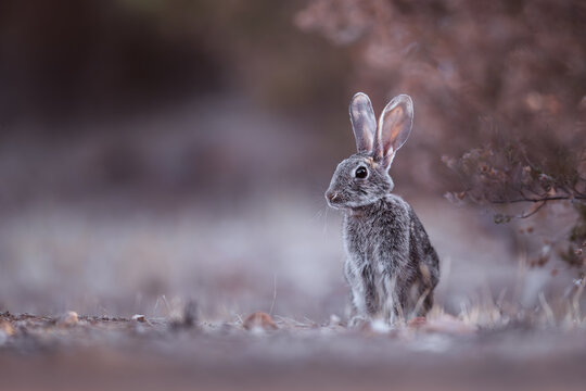 isolated rabbit in the woods in wonderful pink light