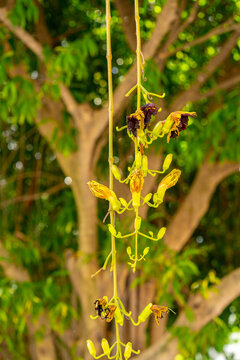 Stock photo of a Sausage Tree which is native to Africa. This one was photographed in Miami Beach