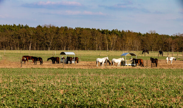 Herd of horses in a large countryside pasture