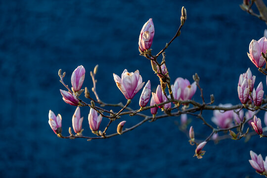 Pink magnolia flower buds on branches in spring