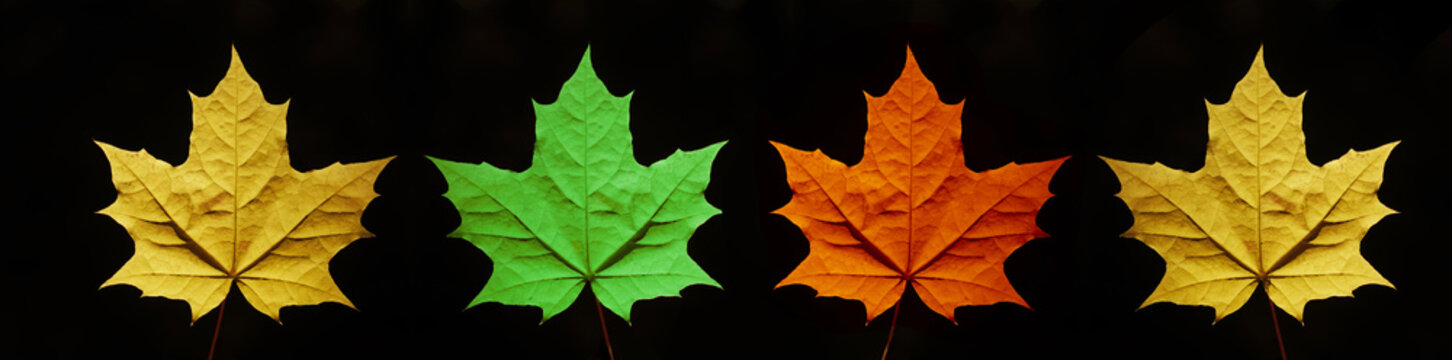  Close up human male hand holding  golden gold brown yellow green maple leaf isolated on black autumnal background. autumn fall 4 four season