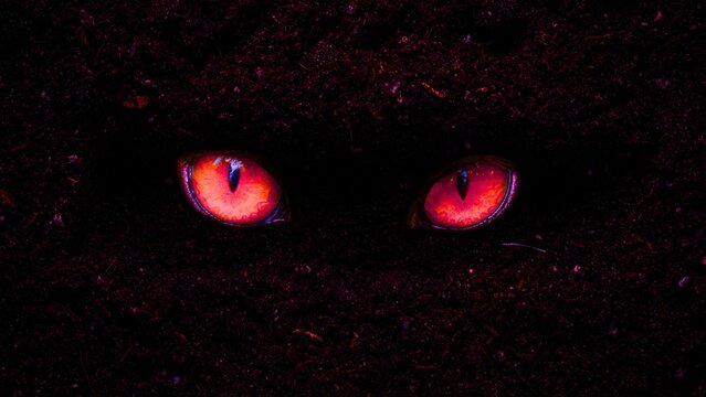 Red glowing cat eyes stare from dark earth for halloween horror themes
