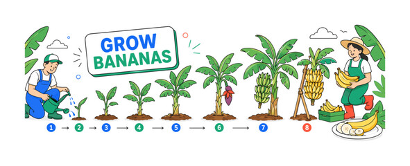 Fototapeta premium Banana Plant Lifecycle — clean editorial banner showing 8 natural stages from banana shoot and leaf growth to flower, bunch development, support staking, harvesting, ripening, and sliced fruit, with 2