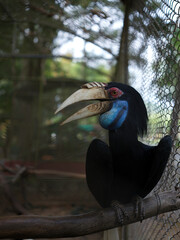A hornbill perched in an aviary, Thailand © viabadalona