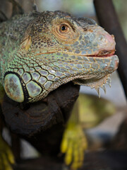 Fototapeta premium A green iguana head close-up, Thailand